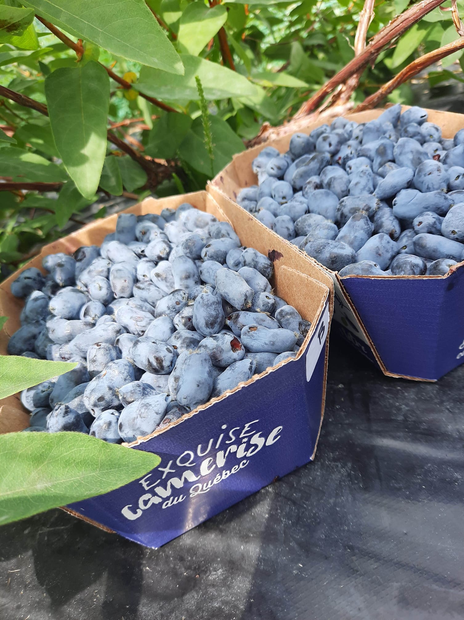 Recette : Vraie crème glacée aux camerises