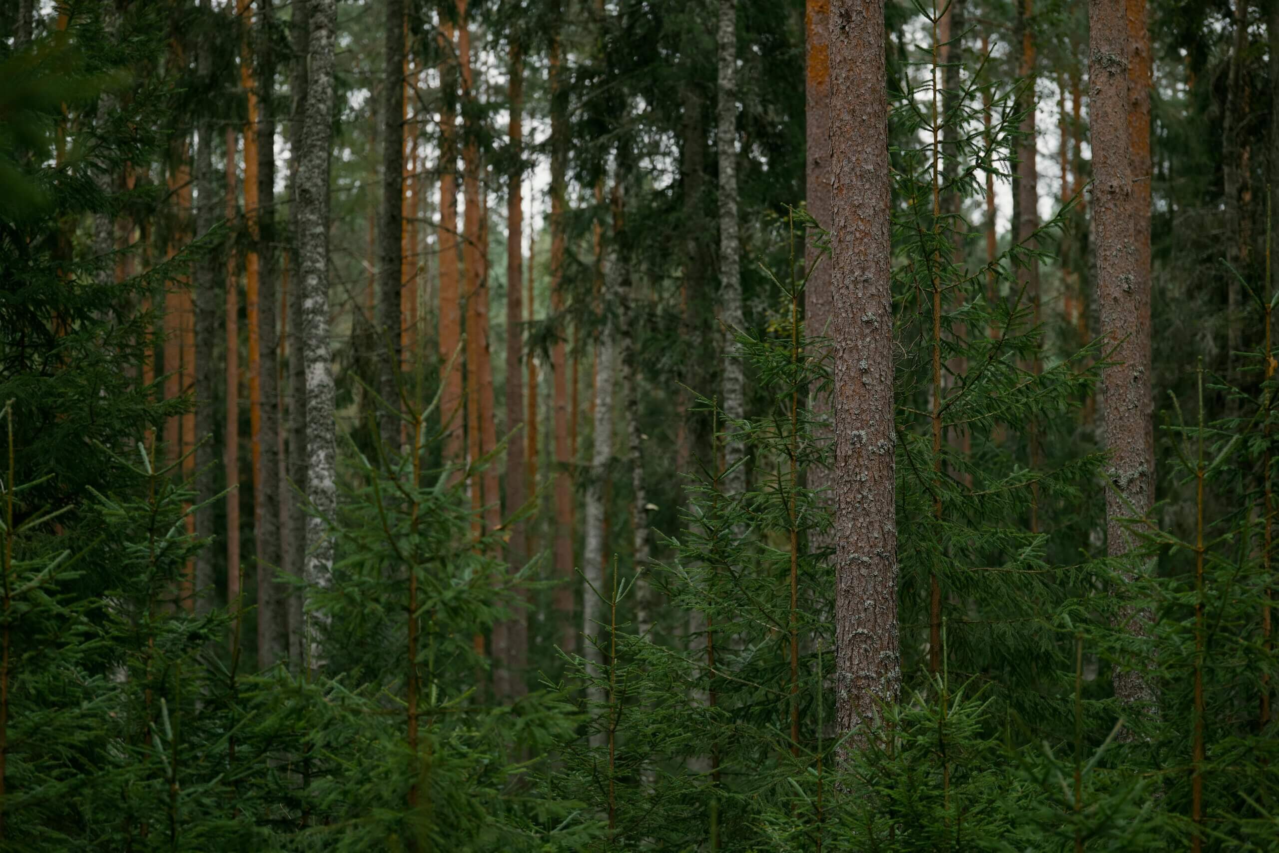 Les incontournables de la chasse 2025